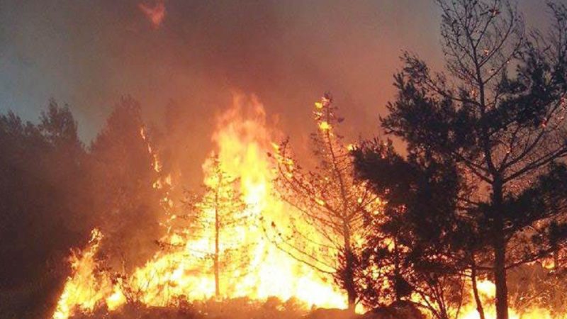 INCENDI. L’agosto nero della Calabria